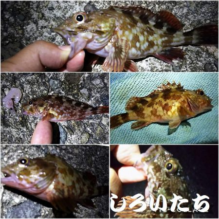 今度は、香住にアジ狙い。